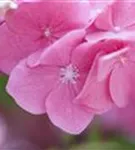 Nahaufnahme Hydrangea macrophylla 'Rosita'