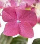 Rosa Blüte Hydrangea macrophylla 'Rosita'