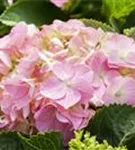 Heller Blütenball Hydrangea macrophylla 'Rosita'