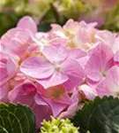 Nahansicht Hydrangea macrophylla 'Rosita'