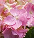 Rosa Blüte Hydrangea macrophylla 'Rosita'