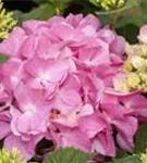 Hydrangea macrophylla 'Rosita'