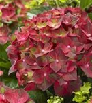 Blütenball Hydrangea macrophylla 'Magical Ruby Tuesday'®