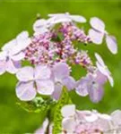 Nahaufnahme helle Blüten Gartenhortensie 'Bluebird'