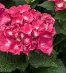 Blütenball Hydrangea macrophylla 'Speedy Red'