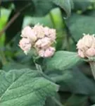 Kleine Blüten Fellhortensie Macrophylla