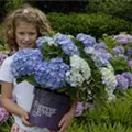 Hydrangea Forever & Ever® 'Blue'