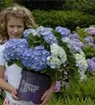 Hydrangea Forever & Ever® 'Blue'