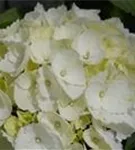 Hydrangea Forever & Ever® 'White'