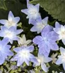 Hydrangea Hovaria® 'Elleair Anniversary' blau