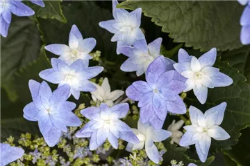 Tellerhortensie Hovaria® 'Elleair Anniversary' bl - Hydrangea Hovaria® 'Elleair Anniversary' blau Tellerhortensie Hovaria® 'Elleair Anniversary' bl - Hydrangea Hovaria® 'Elleair Anniversary' blau