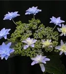 Tellerhortensie® 'Elleair Anniversary' blau