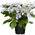 Artikelbild Hydrangea Hovaria® 'Elleair Anniversary'