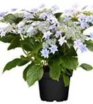 Hydrangea Hovaria® 'Elleair Anniversary'