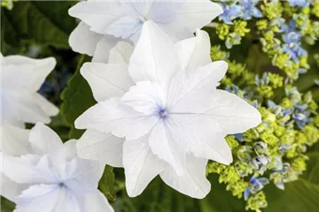 Bauernhortensie Hovaria® 'Feuerwerk weiß' - Hydrangea Hovaria® 'Feuerwerk weiß' Bauernhortensie Hovaria® 'Feuerwerk weiß' - Hydrangea Hovaria® 'Feuerwerk weiß'