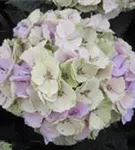 Ila Blüten Hydrangea macrophylla 'Magical Pacific'®