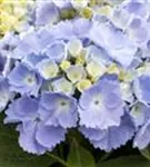 Blaue Blüten Bauernhortensie Hovaria® 'Homigo'