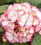 Hydrangea Hovaria®