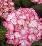 Hydrangea Hovaria® 'Ripple'