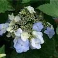 Hydrangea macr. Endless Su. 'Twist and Shout' blau