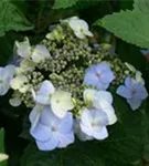 Hydrangea macr. Endless Su. 'Twist and Shout' blau