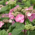 Hydrangea macr. Endless Su. 'Twist and Shout' rosa