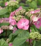 Hydrangea macr. Endless Su. 'Twist and Shout' rosa