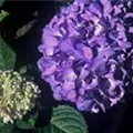 Hydrangea macr. Endless Sum. 'BLOOMSTAR'® lila