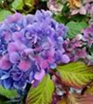 Ballhortensie Hydrangea macr. Endless Sum. 'BLOOMSTAR'® lila