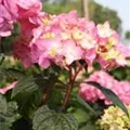 Hydrangea macr. Endless Sum. 'BLOOMSTAR'® pink