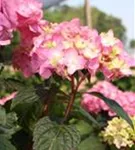 Hydrangea macr. Endless Sum. 'BLOOMSTAR'® pink