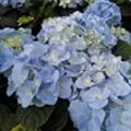 Bauernhortensie Baby Blue