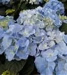 Bauernhortensie Baby Blue