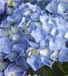 Nahaufnahme blühende Bauernhortensie 'Bela' blau