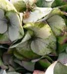 Bauernhortensie 'Bela' blau Blüten im Schatten