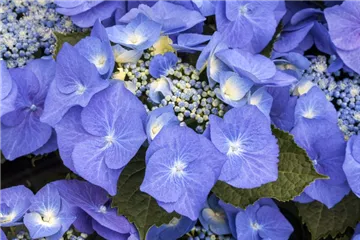 Tellerhortensie 'Blaumeise' - Hydrangea macrophylla 'Blaumeise' Tellerhortensie 'Blaumeise' - Hydrangea macrophylla 'Blaumeise'