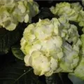 Hydrangea macrophylla 'Caipirinha'®