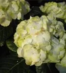 Hydrangea macrophylla 'Caipirinha'®