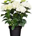 Hydrangea 'Caipirinha'®