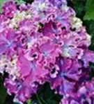 Hydrangea macrophylla 'Curly® Sparkle Blue Purple'