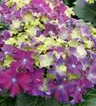 Bauernhortensie Hydrangea macrophylla 'Curly® Sparkle Blue Purple'