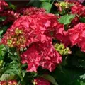 Blüten Hydrangea macrophylla 'Hot Red'®