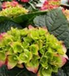 Blütenball Hydrangea macrophylla 'Hot Red'®