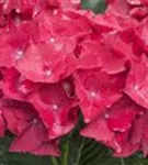 Nahaufnahme Blüten Hydrangea macrophylla 'Hot Red'®