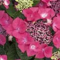 Hydrangea macrophylla 'Kardinal'