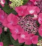 Hydrangea macrophylla 'Kardinal'