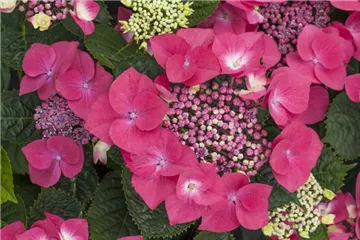 Bauernhortensie 'Kardinal' - Hydrangea macrophylla 'Kardinal' Bauernhortensie 'Kardinal' - Hydrangea macrophylla 'Kardinal'