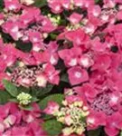 Blüten Hydrangea macrophylla 'Kardinal'