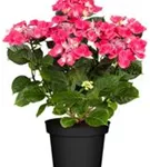 Artikelbild Hydrangea macrophylla 'Kardinal'