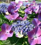 Hydrangea macrophylla 'Kardinal' violet